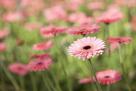 粉红色的雪贝拉花和其他朵在非焦点背景中图片