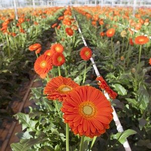 在霍兰的温室里有许多橙色的雪贝拉花朵图片