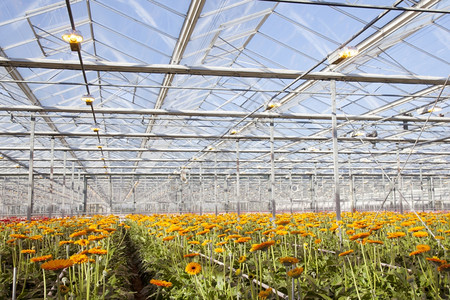 在霍兰的温室里有许多橙色的雪贝拉花朵高清图片