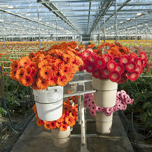 在霍兰的温室里有许多橙色和红的雪贝拉花朵图片