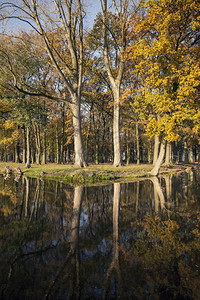 秋天的橡树在河边图片