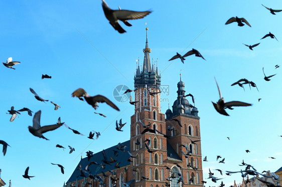 象鸽在圣马丁和尔斯柯上方飞翔教堂在科兰kraow的主要市场广上图片