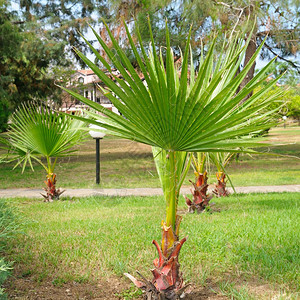 夏季公园里的棕榈树图片