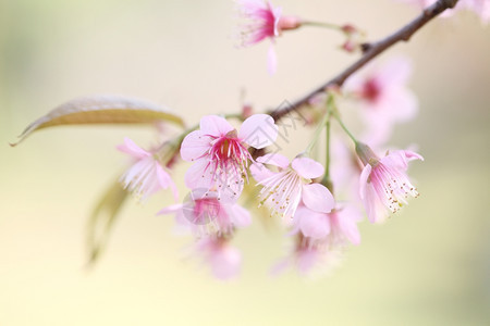 樱花粉红图片