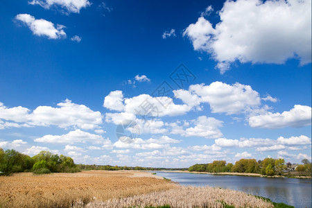 绿色夏草地和有蓝云的池塘图片