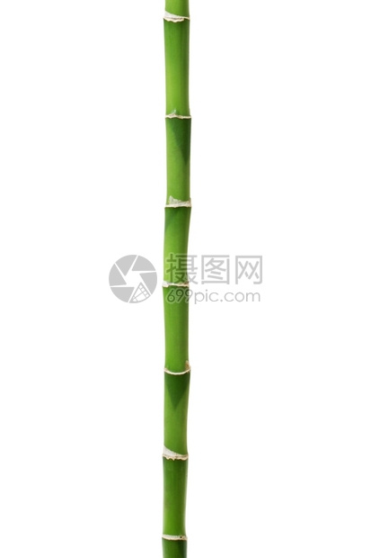 白上孤立的竹图片