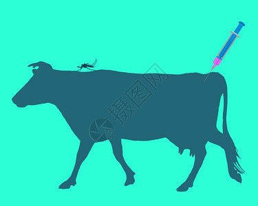 母牛接种预防蚊虫咬病的免疫苗图片