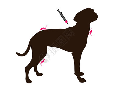 给狗接种预防蚊虫咬病的疫苗图片