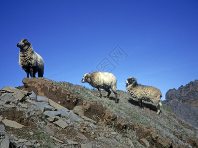家养的动物绵羊图片