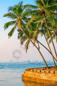 印地安海岸上的红椰子棕榈图片