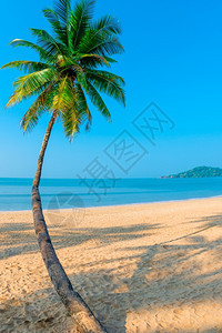 海背景上的椰子棕榈图片