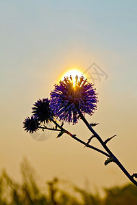 日落时光线穿透的花瓣图片