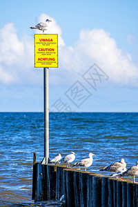海鸥元素黄海的沟警告台和鸥背景