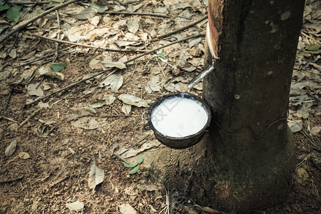橡胶树的乳汁流入一个碗里图片