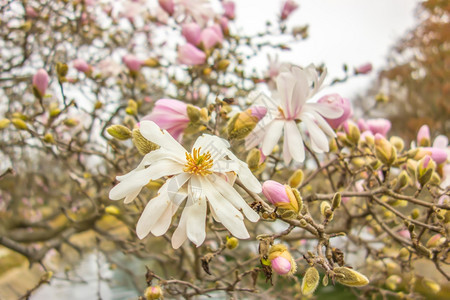 春天盛开的木兰花图片