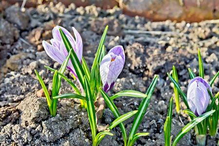 土壤上的浅紫色花朵图片