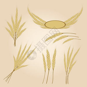成熟的小麦矢量元素图片