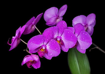 紫兰花朵上的水滴图片