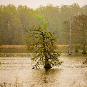 在雾中湖长着高的树图片