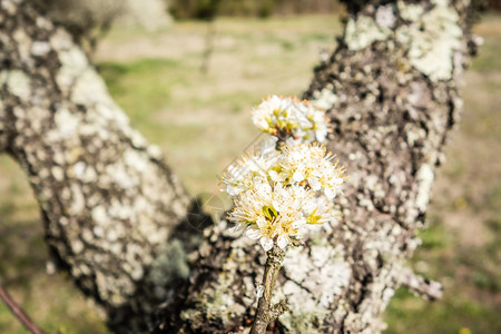 白樱花在春天开图片