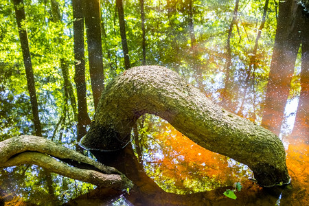 倒下树和沼泽南卡罗莱纳的西压森林和瓜加里公园沼泽背景