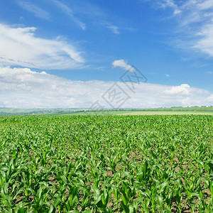 蓝天白云下碧绿的玉米田图片