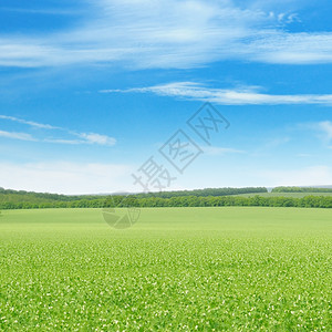 绿豆田和蓝天空图片