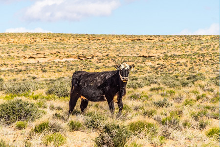 乌塔和阿里索纳峡谷牧场上的野牛图片