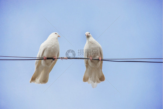 一对白鸽子坐在根线上与蓝天对着图片