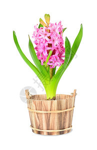 白色背景的花盆中粉色hyacint图片