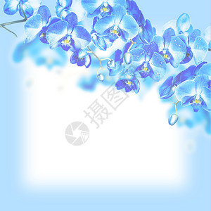 白底蓝兰花的鲜枝图片