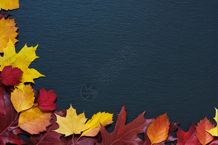 黑石背景下多色秋叶的边框背景图片