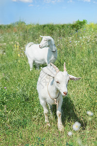 两只年轻的白山羊在夏日草地上放牧图片