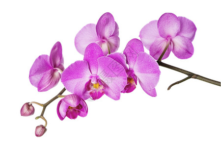 白底紫兰花的开枝图片