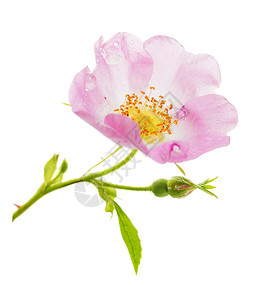 粉红色野玫瑰花满是露滴白底孤立背景图片