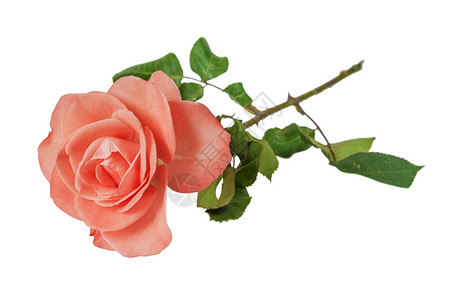 一朵粉红色的玫瑰孤立在白色背景上图片