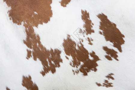 白皮上有红褐色棕纹状的奶牛一面高清图片