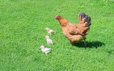 姜母鸡和小一起在绿草野外散步图片
