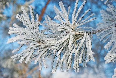 雪针松被白霜覆盖图片