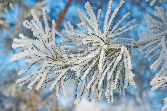 雪针松被白霜覆盖图片