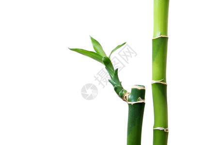 白背景上孤立的竹子图片