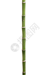 白色背景上孤立的新鲜竹子图片