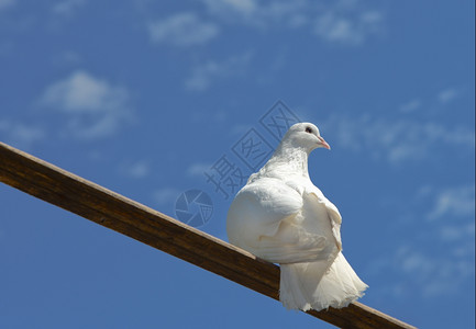 坐在蓝天空背景的木板上白鸽子背景图片
