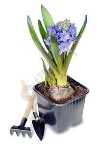 白色背景上的蓝青和花园工具图片