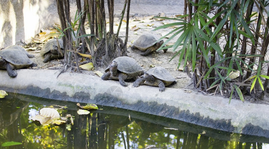 动物园的海龟图片