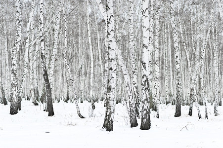 野生冬季森林图片