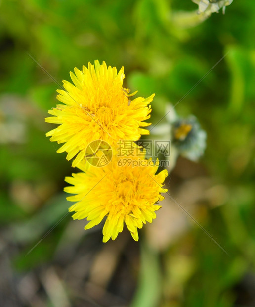 蒲公英花特写图片