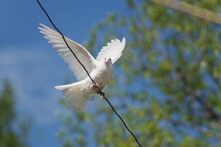 在蓝天空和绿花叶的背景下从铁丝线上飞出白鸽子的苍蝇背景图片