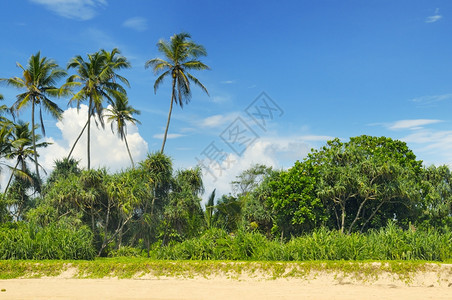 沙滩上的热带棕榈图片
