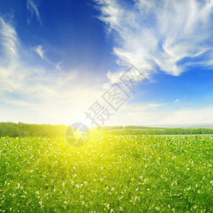 绿野草和蓝天空图片